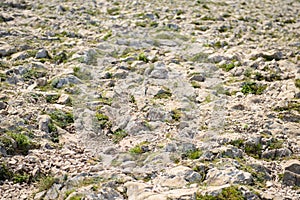 Rocky ground surface with green grass