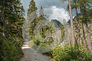 Rocky hiking path in Studena dolina, High Tatras national park, Slovakia, Europe, cloudy sky.