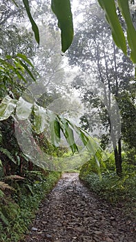 rocky hiking track in lembang after heavy rain photo