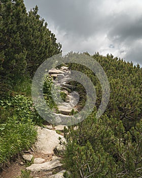 Rocky hiking trail in High Tatras mountains in Slovakia surrounded by dwarf pine and other coniferous trees. Top of mountain in