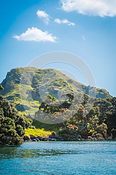 Rocky hill covered with grass and pohutukawa trees at Smugglers Bay