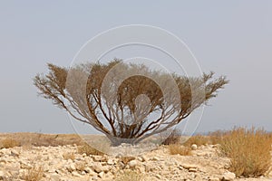 Rocky hills of the Negev Desert in Israel. Breathtaking landscape and nature of the Middle East at sunset