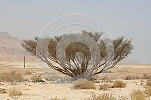 Rocky hills of the Negev Desert in Israel. Breathtaking landscape and nature of the Middle East at sunset