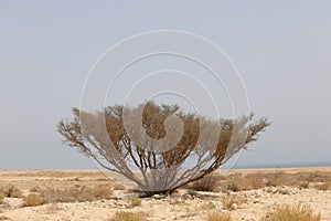 Rocky hills of the Negev Desert in Israel. Breathtaking landscape and nature of the Middle East at sunset