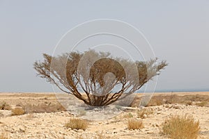 Rocky hills of the Negev Desert in Israel. Breathtaking landscape and nature of the Middle East at sunset