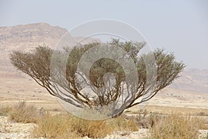 Rocky hills of the Negev Desert in Israel. Breathtaking landscape and nature of the Middle East at sunset