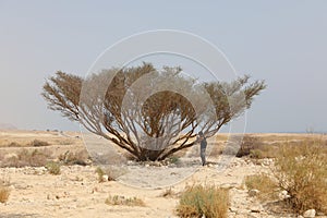 Rocky hills of the Negev Desert in Israel. Breathtaking landscape and nature of the Middle East at sunset