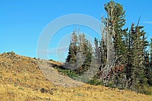 Rocky Hillside with Scraggly Evergreen Trees in Eastern Oregon,