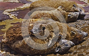 Rocky Hyrax family lounging in sun