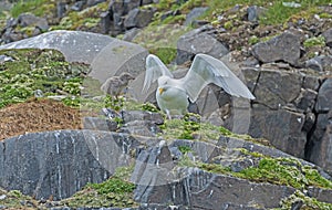 Rocky Island Nest for a Gull and Its Chick