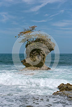 Rocky island with tree in Manzanillo coast, Costa Rica 2