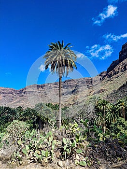 Rocky landscape of the Palm valley at Arteara in Gran Canaria island, Spain