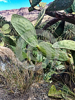 Rocky landscape of the Palm valley at Arteara in Gran Canaria island, Spain