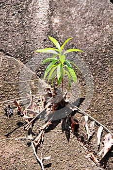 Rocky landscape in Seychelles with plant