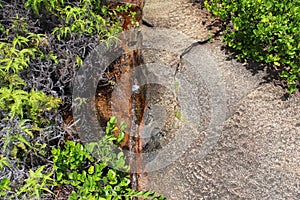 Rocky landscape in the Seychelles with plants