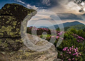 Rocky Lookout on Jane Bald with Rhododendron