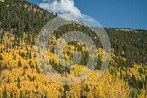 Rocky Mountain Aspens