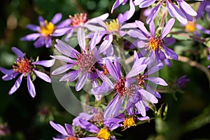 Rocky Mountain Aster