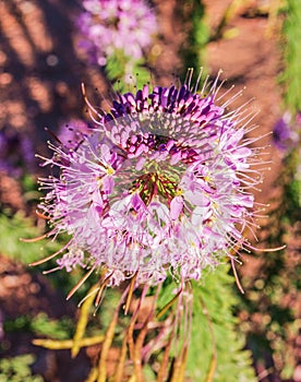 Rocky Mountain Bee Plant Cleome Serrulata