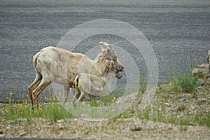 Rocky Mountain Big horn sheep