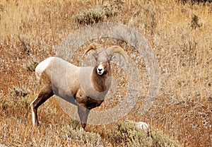 Rocky Mountain Big Horn Sheep