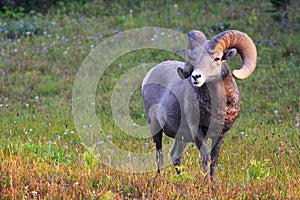 Rocky Mountain Big Horn Sheep Ram