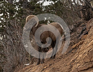 Rocky Mountain Big Horn Sheep