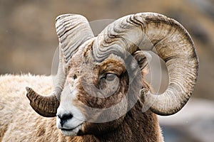 Rocky Mountain Big Horned Sheep