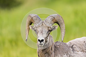 Rocky Mountain Big Horned Sheep