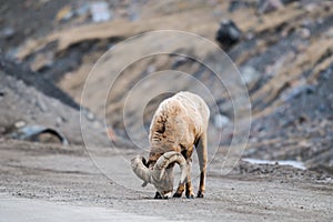 Rocky Mountain Big Horned Sheep