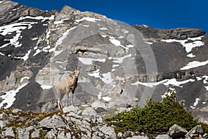 Rocky Mountain Big Horned Sheep