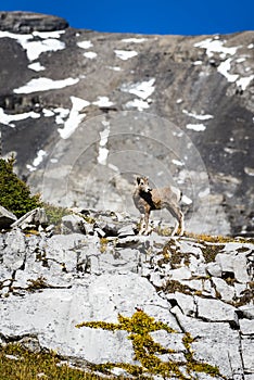 Rocky Mountain Big Horned Sheep