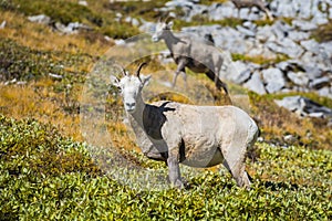 Rocky Mountain Big Horned Sheep