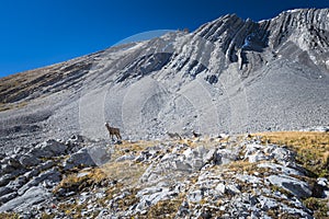 Rocky Mountain Big Horned Sheep