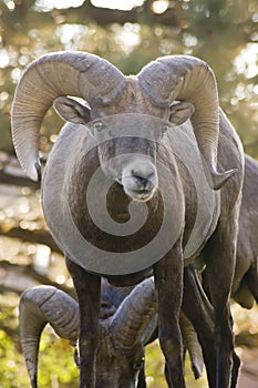 Rocky Mountain Bighorn Ram Portrait