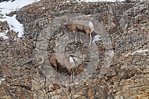 Rocky Mountain bighorn Sheep