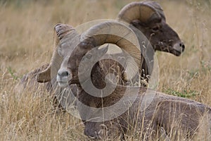 Rocky Mountain Bighorn sheep