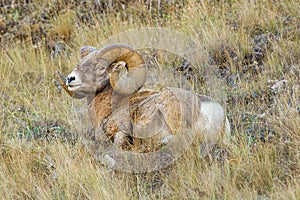 Rocky Mountain Bighorn Sheep