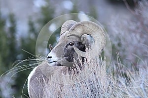 Rocky Mountain Bighorn Sheep