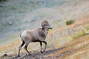 Rocky Mountain Bighorn Sheep, Alberta, Canada