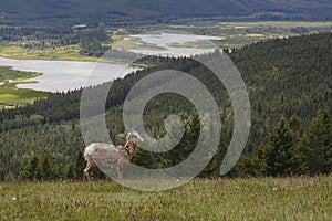 Rocky Mountain Bighorn Sheep - Banff National Park