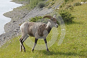 Rocky Mountain Bighorn Sheep - Jasper National Park, Canada