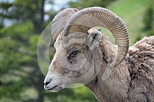 Rocky Mountain Bighorn Sheep, latin name ovis canadensis canadensis, Banff, Canada