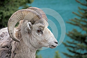 Rocky Mountain Bighorn Sheep, latin name ovis canadensis canadensis, Banff, Canada