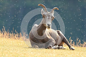 Rocky Mountain Bighorn Sheep Lying in a Meadow - J