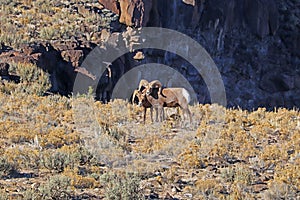 Rocky Mountain bighorn sheep near Taos, New Mexico