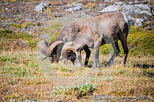 Rocky Mountain Bighorn Sheep (Ovis canadensis)