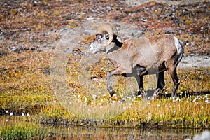 Rocky Mountain Bighorn Sheep (Ovis canadensis)