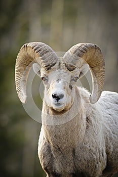 Rocky Mountain Bighorn Sheep (Ovis canadensis)