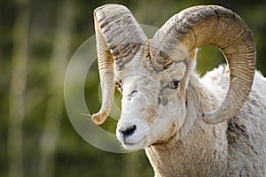 Rocky Mountain Bighorn Sheep (Ovis canadensis)